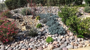 Building a Drought-Tolerant Yard: The Complete Guide to Xeriscape Landscaping